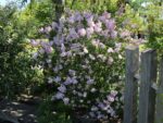 Syringa microphylla 'Superba'-keř - Image 2