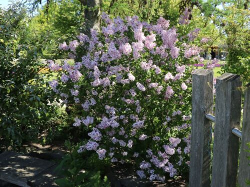 Syringa microphylla 'Superba'-keř - Image 2