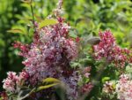 Syringa microphylla 'Superba'-keř