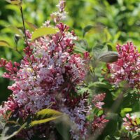 Syringa microphylla 'Superba'-keř