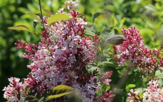 Syringa microphylla 'Superba'-keř