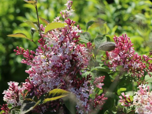 Syringa microphylla 'Superba'-keř - Image 1