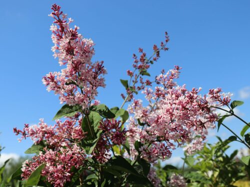 Syringa microphylla 'Superba'-keř - Image 3
