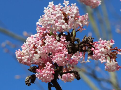 Viburnum x bodnantese 'Charles Lamont' - Obrázek 2