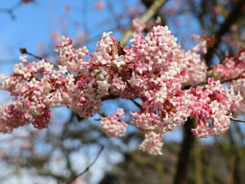 Viburnum x bodnantese 'Charles Lamont' - Obrázek 3