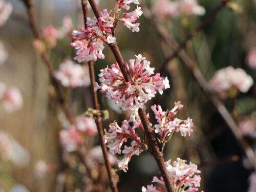 Viburnum x bodnantese 'Charles Lamont' - Obrázek 1