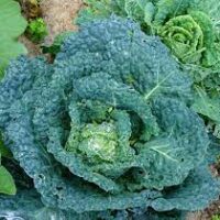 BRASSICA OLERACEA