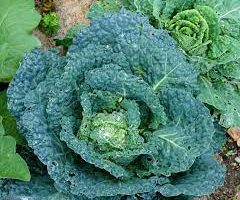 BRASSICA OLERACEA