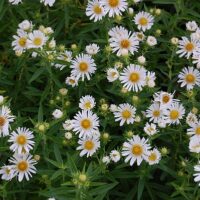 Aster novae-angliae ´Herbstschnee´