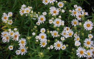 Aster novae-angliae ´Herbstschnee´