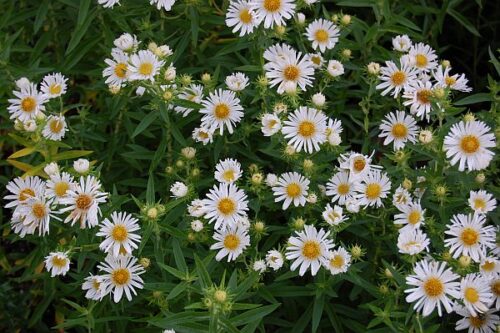 Aster novae-angliae ´Herbstschnee´ - Obrázek 1