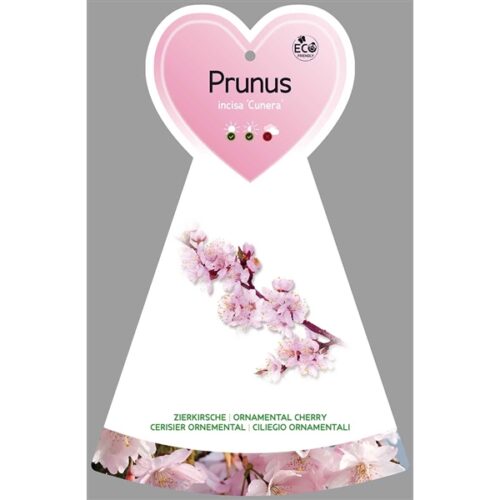 Prunus incisa 'Cunera'-keřová - Obrázek 6