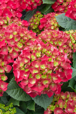 Hydrangea macrophylla 'Hot Red'®