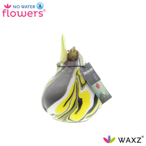 Amarylka ve vosku_WAXZ® - Artooz Fantazy Yellow - Obrázek 1