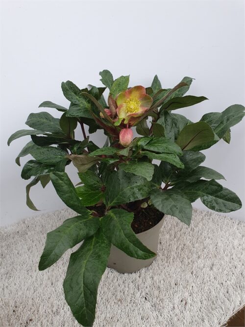 Helleborus Čemeřice 'Snow Dance'® - Obrázek 3