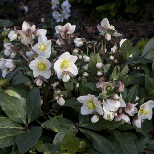 Helleborus Čemeřice 'Snow Dance'® - Obrázek 4