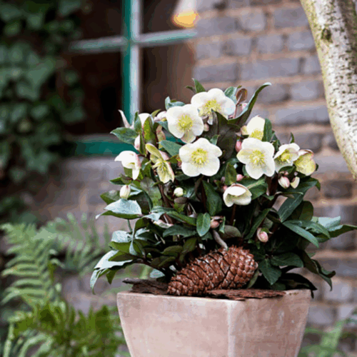 Helleborus Čemeřice 'Snow Dance'® - Obrázek 1