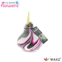 Amarylka ve vosku_WAXZ® - Artooz Fantazy Pink