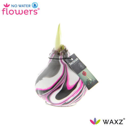 Amarylka ve vosku_WAXZ® - Artooz Fantazy Pink - Obrázek 1