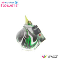 Amarylka ve vosku_WAXZ® - Artooz Fantazy Green