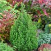 Chamaecyparis thyoides 'Top Point' - C3L-v.30-40 CM