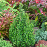 Chamaecyparis thyoides 'Top Point'