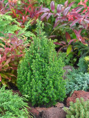 Chamaecyparis thyoides 'Top Point'