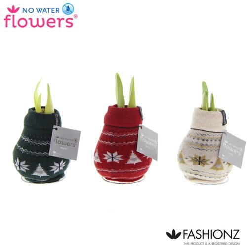 Amarylka ve vosku_WAXZ® - Fashionz Nordic Mix - Obrázek 2