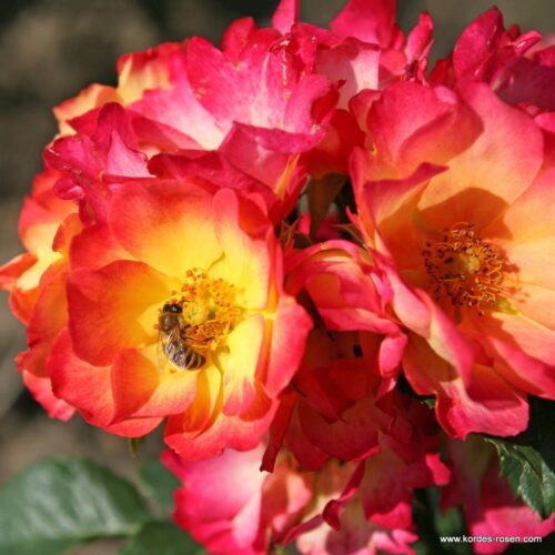 ROSA KORDES 2L Summer of Love® - Obrázek 3