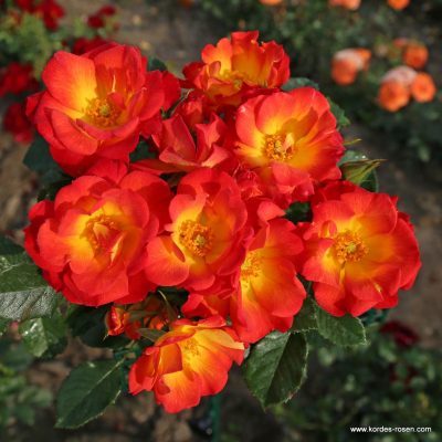 ROSA KORDES 2L Summer of Love®