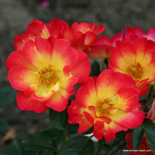 ROSA KORDES 2L Summer of Love® - Obrázek 2