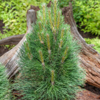 Pinus nigra 'Green Tower'