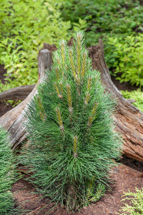Pinus nigra 'Green Tower' - Obrázek 1
