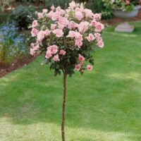 Rosa 'Bonica®-stromková