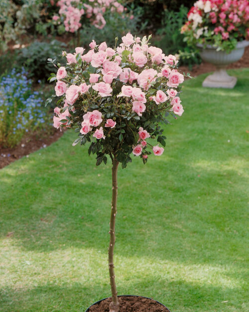 Rosa 'Bonica®-stromková - Obrázek 1