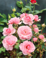 Rosa 'Bonica®-stromková - Obrázek 2