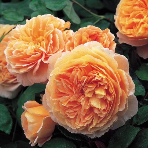ROSA 'David Austin'® Crown Princess Margareta® - Image 1