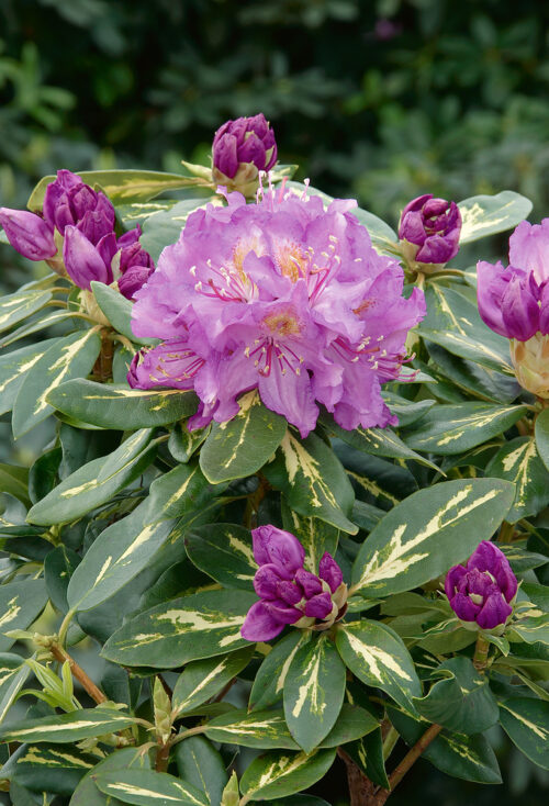 Rhododendron 'Goldflimmer' (panašovaný) - Obrázek 1