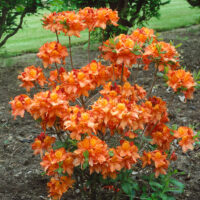 Azalea (KH) 'Glowing Embers'