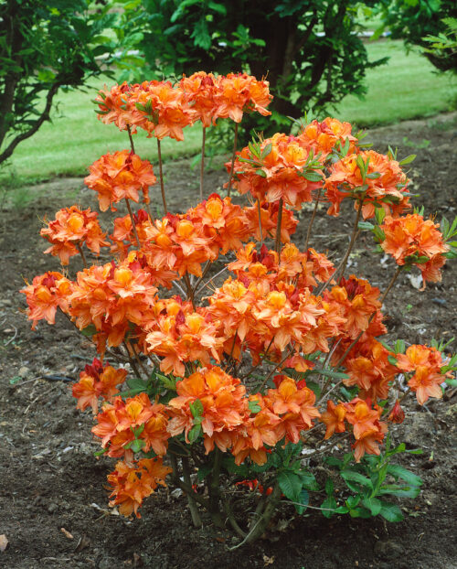 Azalea (KH) 'Glowing Embers' - Obrázek 1