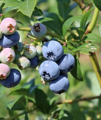 Vaccinium corymbosum 'Spartan'