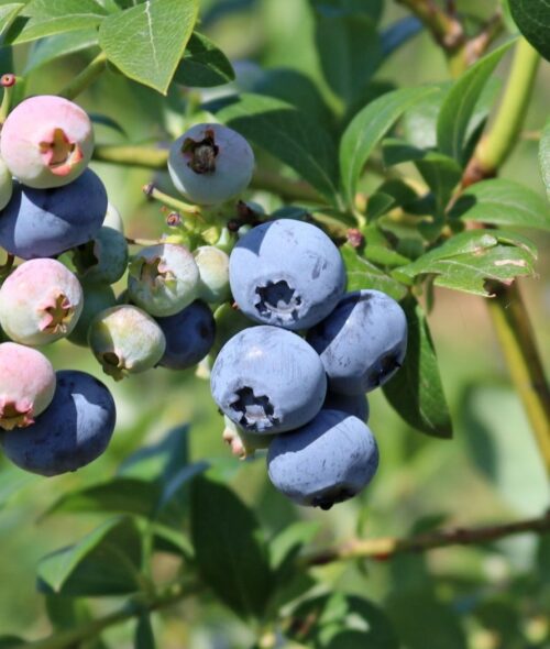 Vaccinium corymbosum 'Spartan' - Obrázek 1