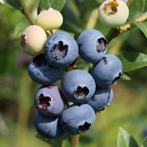 Vaccinium corymbosum ´Meader´ - Obrázek 1