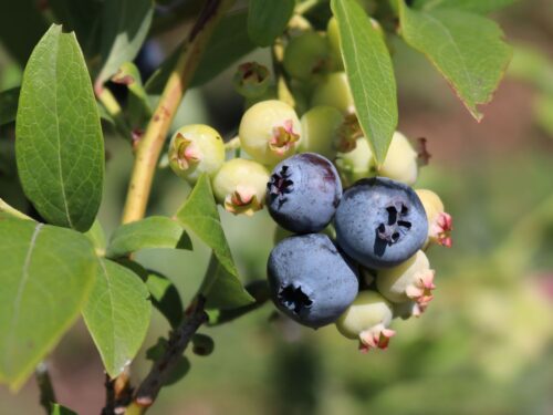 Vaccinium cor. 'Denise Blue' - Obrázek 1