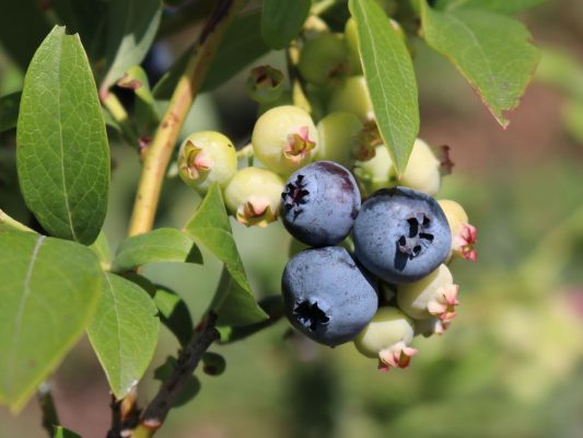 Vaccinium cor. 'Denise Blue'