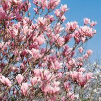 Magnolia 'Heaven Scent'