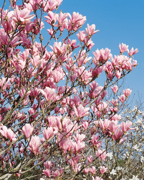 Magnolia 'Heaven Scent' - Obrázek 1