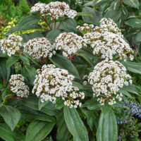 Viburnum Davidii