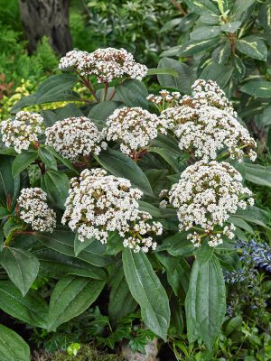 Viburnum Davidii