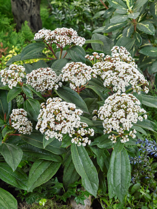 Viburnum Davidii - Obrázek 1